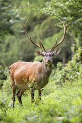 Naklejka na ściany i meble Majestic red deer, cervus elaphus, standing in forest in summer nature. Magnificent stag with dominant antlers looking to the camera. Powerful animal watching on woodland.