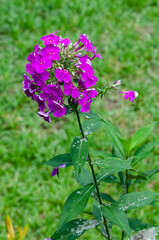 purple flowers in a garden