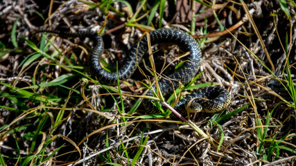 Also known sometimes as the salt and pepper snake, this speckled king snake flickers its forked tongue as a warning to a person approaching. Defocused background draws attention to the snake head.