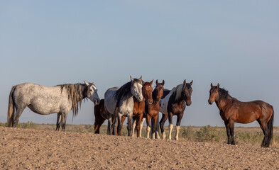 Beautiful Wild Horses in the Utah Desert