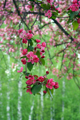 pink flowers in the garden