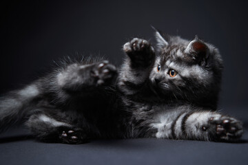 Cute predator. Adorable scottish black tabby kitten on black background.