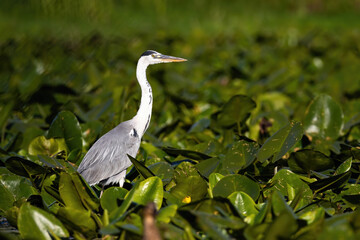 Majestic grey heron, ardea cinerea, standing on swamp in summer nature. Long-legged bird with long...