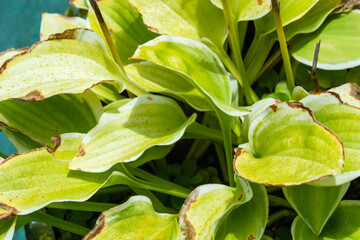 browning green leaves in the garden
