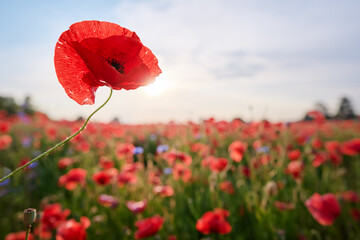 Beautiful summer day. Red poppy field.