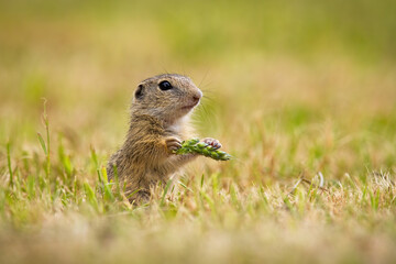 Naklejka na ściany i meble European ground squirrel, spermophilus citellus, holding ear in hand on field. Souslik sniffing standing in agriculture. Little animal looking from grain.