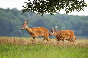 Naklejka na ściany i meble Male mammal sniffing female in rutting season on the meadow. Pair of wild animals running in the summer. Roe deer buck following doe on field in summertime.