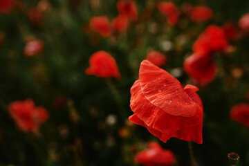 Close up of red poppy flower on the field.