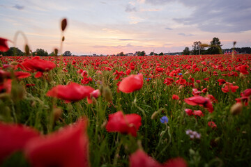 Beautiful summer day. Red poppy field.