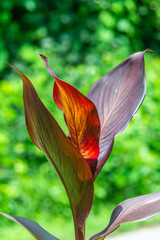 red and yellow leafy plant