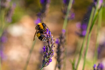 Close-Up Of Bumblebee On Lavender  Bee pollinating lavender