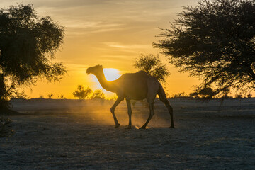 Dromedary silhouetted by evening sun, Chad
