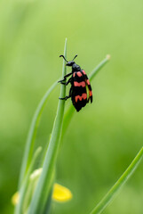 red bug on a green leaf