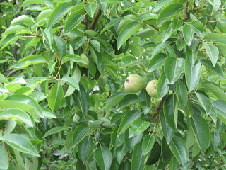 Raw fruit on the branches of fruit trees