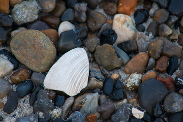 Kieselsteine und Muschelschale