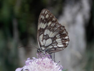 papillon et fleur