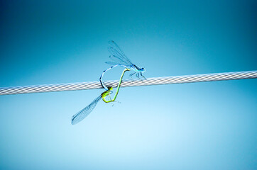 Fototapeta na wymiar Two dragonflies make love close up