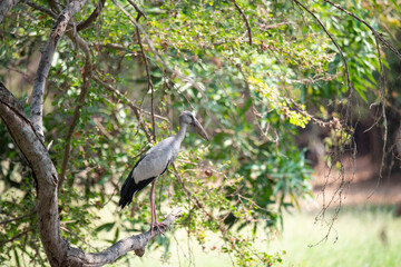 Asian Openbill