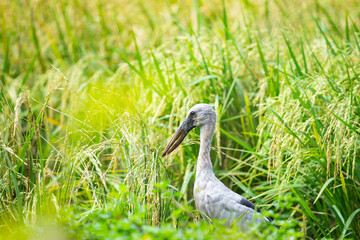 Asian Openbill
