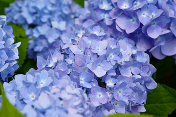 Obraz premium Beautiful blooming blue and purple Hydrangea or Hortensia flowers (Hydrangea macrophylla) under the sunlight on blur background in summer. Nature background.