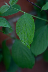 Simple green garden leaf with bricks background