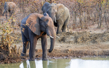 African stock photo of African elephants drinking at awaterhole in Kruger National Park South Africa