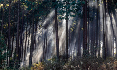 Obraz premium African stock photo of a timber plantation scene with early morning light and mist in Dargle Kwa-Zulu Natal Midlands South africa
