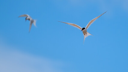 Arctic terns flying in a blue sky