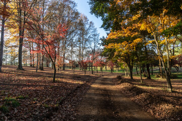African stock photo of a colourful autumn landscape of trees and dirt road Lake Kenmo Himeville Kwa-Zulu Natal Southern Drakensberg South Africa
