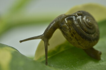 A closeup photograph of a Snail.
