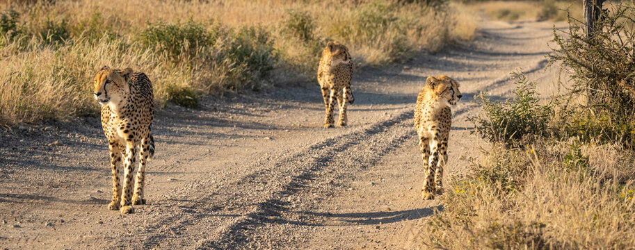 African stock photo of three cheetah walking down a dirt road hunting in Mashatu Game Reserve in the Thuli Block Botswana
