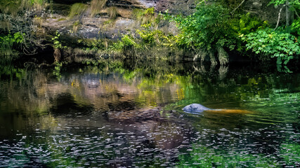Fototapeta na wymiar Grey seal bull in the Boat Pool, River Brora, hunting for salmon with reflections in the calm water