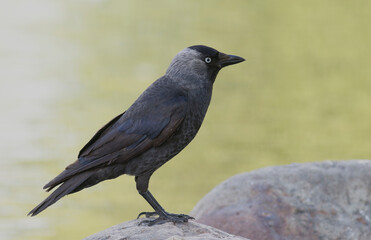 Jackdaw