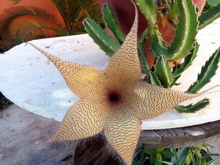 close up of a cactus