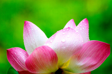 Lotus flower and Lotus flower plants