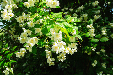 Jasmine bush in bloom after summer rain