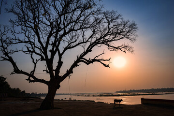 Fototapeta na wymiar Scenic view of holy river Narmada with dry tree at Cheepaner Ghat, Madhya Pradesh, India.