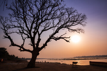 Scenic view of holy river Narmada with dry tree at Cheepaner Ghat, Madhya Pradesh, India.