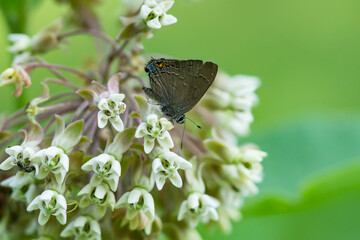 Banded Hairstreak Butterfly on Milkweed Flowers