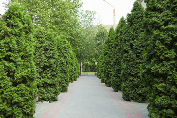Green thuja trees alley road. Coniferous plant