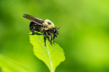 Bee Like Robber Fly on Leaf