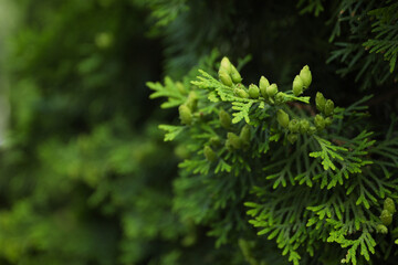 Close up of green thuja branches. Coniferous plant