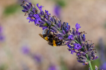 Close-Up Of Bumblebee On Lavender  Bee pollinating lavender