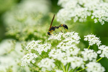 Black and Yellow Mud Dauber Wasp on Ground Elder Flowers