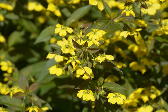 close-up of lysimachia ciliata firecracker in bloom