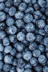 Ripe blueberries in the form of a full-screen texture with drops of dew.