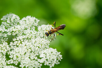 Black and Yellow Mud Dauber Wasp on Ground Elder Flowers