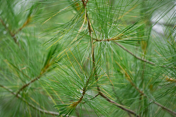 Fototapeta premium close-up of branches of Pinus parviflora Glauca pine in the woods. Green and silvery pine needles.