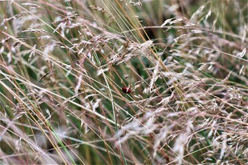 A red ladybug in high dry yellow grass