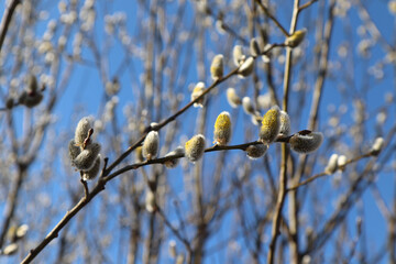 A close up of male catkins of goat willow or great sallow (Salix caprea). Flowering branch of pussy willow in the spring forest against the sky, selective focus